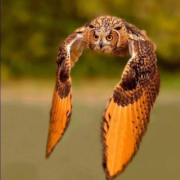 🌎same day or next day shipping - Picture 12 of 16